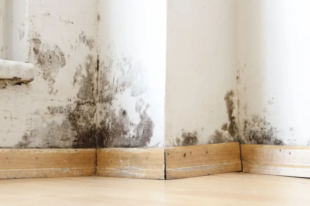 Black mold patches along the base of a white wall in a damp corner - cleanfanatics