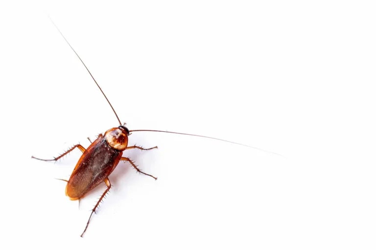 Cockroaches at Home