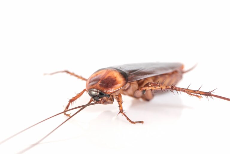 How to Control Cockroach at home? Blog By Clean Fanatics