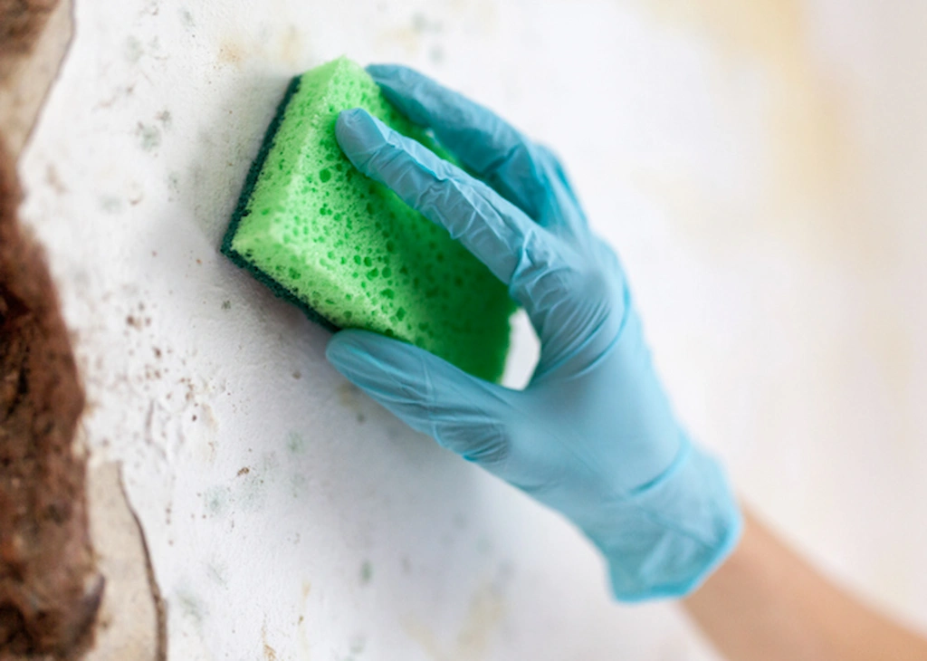 Gloved hand cleaning a wall with a green sponge.