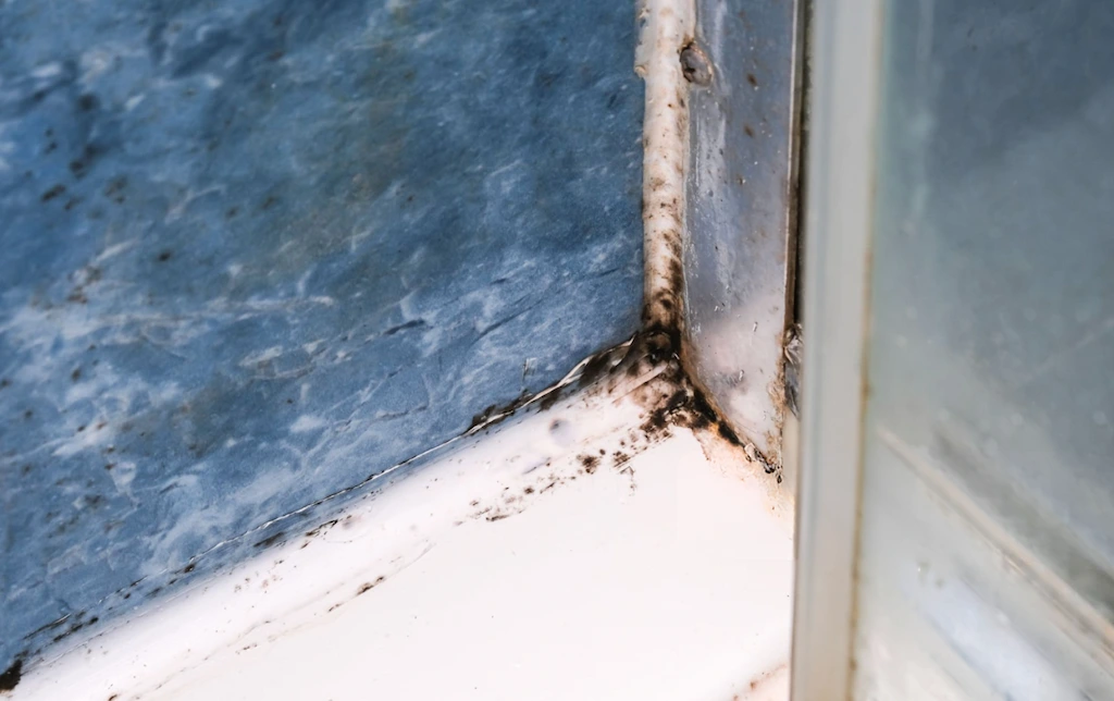 Mold and Mildew Growth