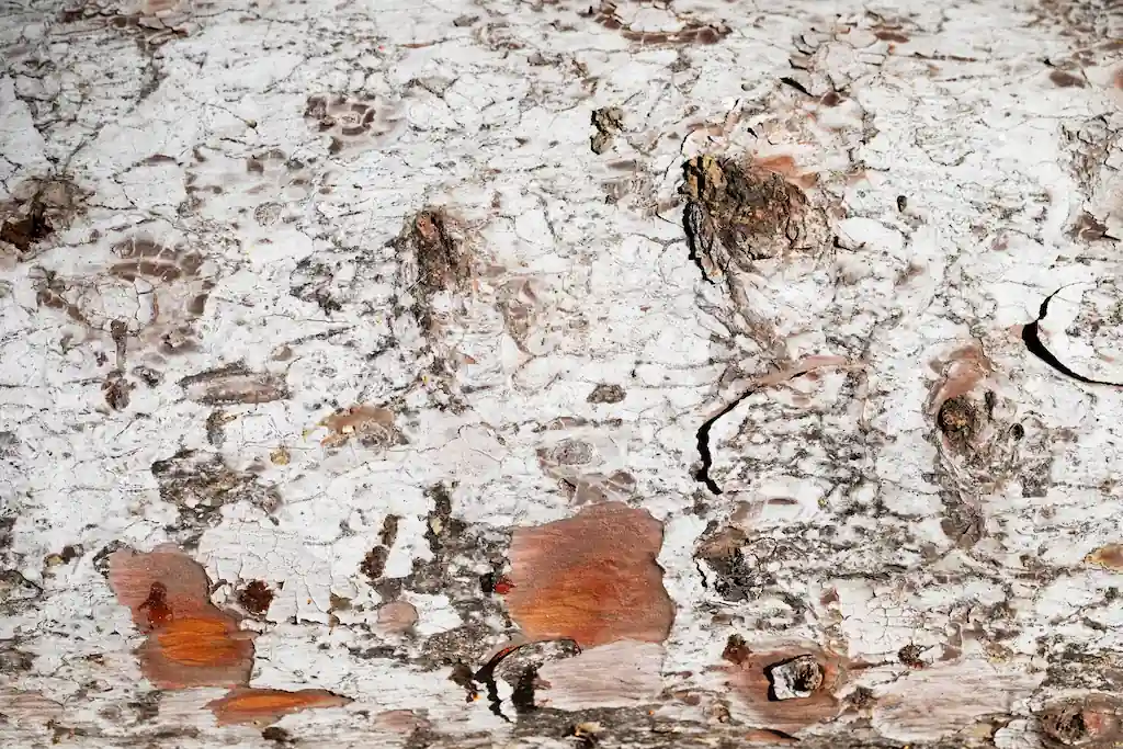 Methods of Pest Control for Termites