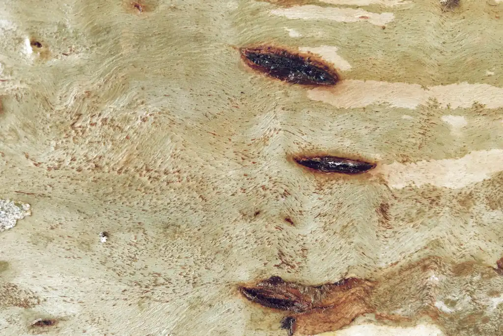 Signs of Termites at Home
