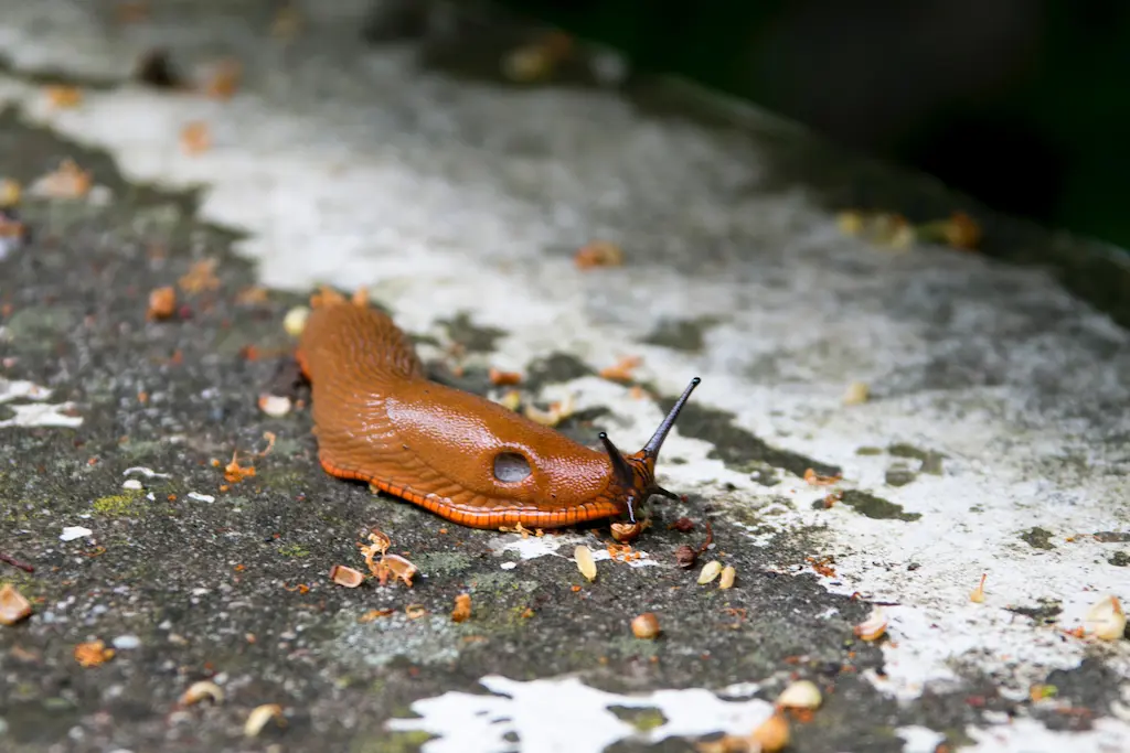 Use Diatomaceous Earth to Dehydrate Pests
