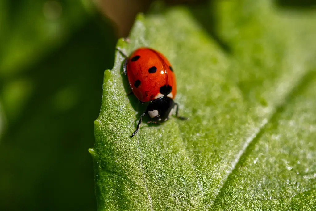 Introduce Beneficial Insects into Your Garden