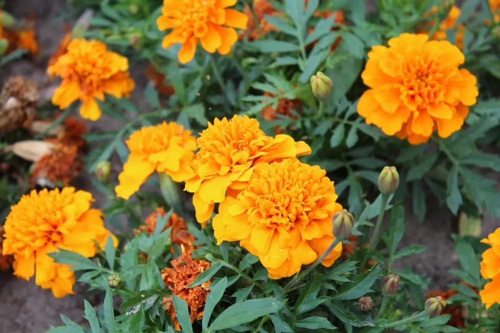 Grow Pest-Repelling Plants Around Entry Points