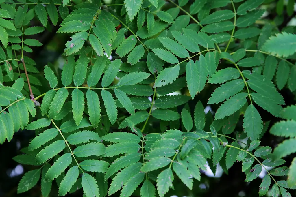Spray Neem Oil on Infested Plants and Surfaces
