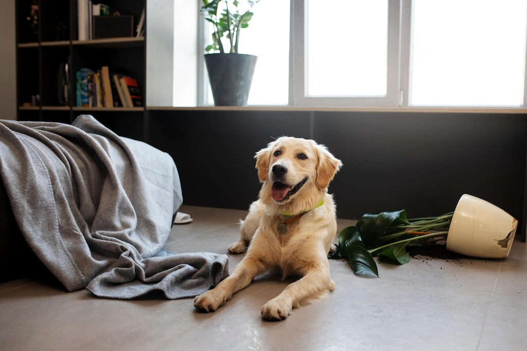 A golden retriever sitting near a tipped-over plant pot
