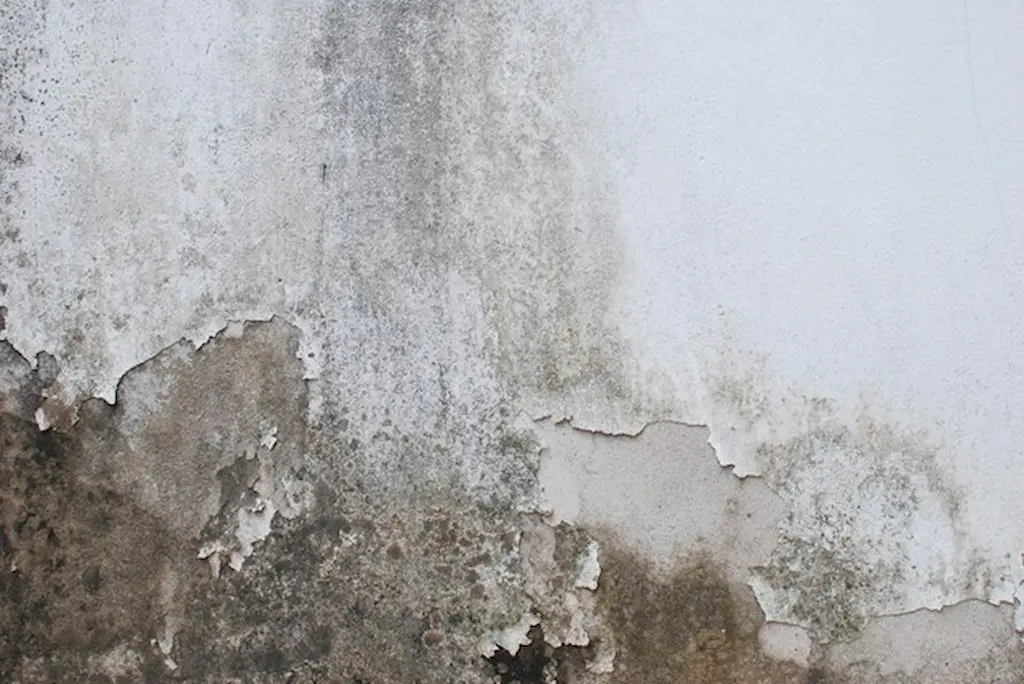 Damp Walls or Plumbing Leaks