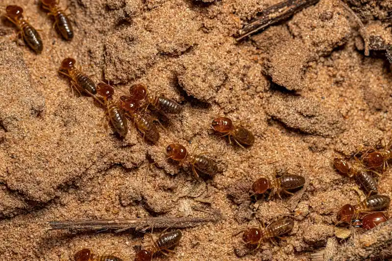 Anti-Termite Treatment cleanfanatics
