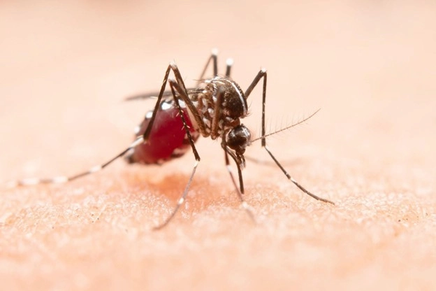 Mosquito Control in Winter: How Early Action Prevents Spring Outbreaks renovation order Mosquito Control in Winter