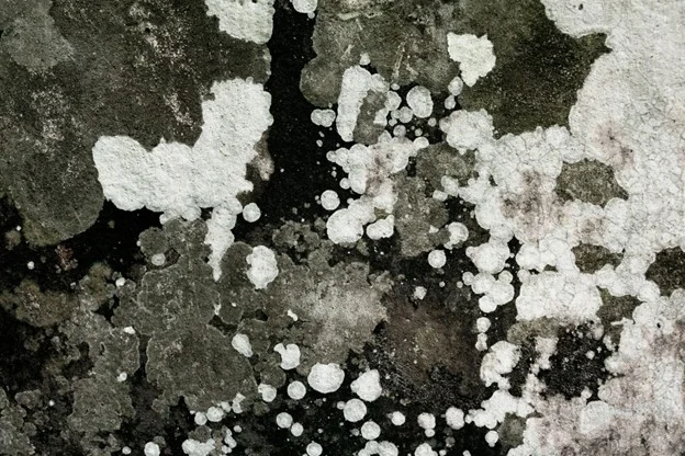 Why Bathrooms Need a Winter Deep Clean: Moisture, Mould & Scaling Explained renovation order Why Bathrooms need a Winter Deep Clean