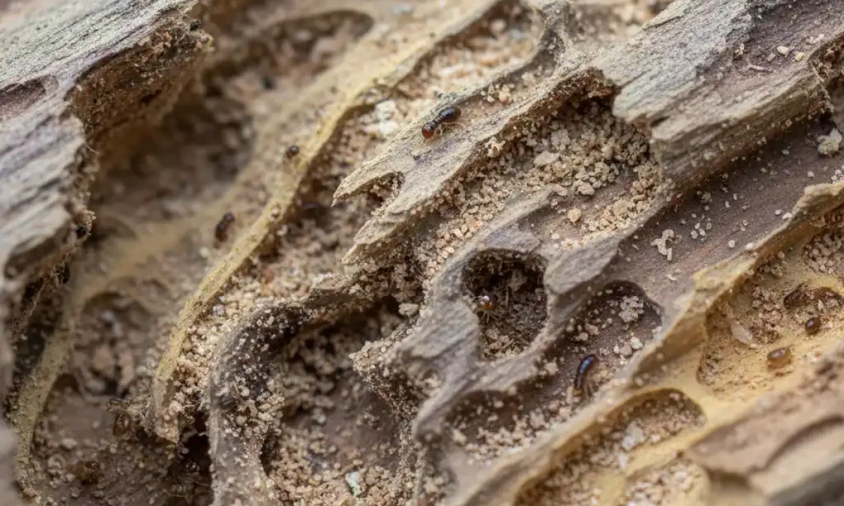 Close-up of termite-damaged wood